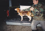 AKC beagle