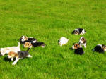 AKC beagle pups