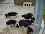 AKC beagle pups