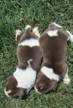 Ohio AKC beagle pups