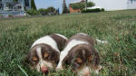 Ohio AKC beagle pups