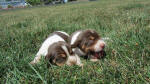 Ohio AKC beagle pups