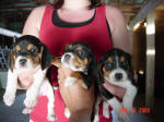 AKC beagle pups