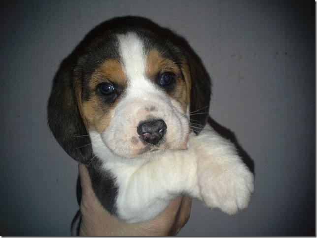 Beagle