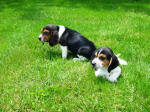 AKC beagle pups