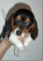 Ohio AKC beagle pups