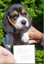 Ohio AKC beagle pups