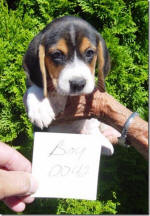 Ohio AKC beagle pups