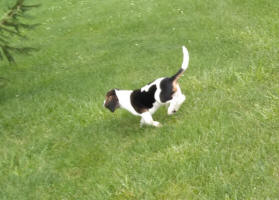 Ohio AKC beagle pups