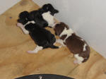 Ohio AKC beagle pups