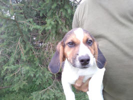 Ohio AKC beagle pups