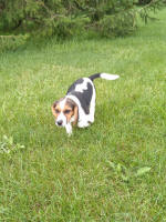 Ohio AKC beagle pups