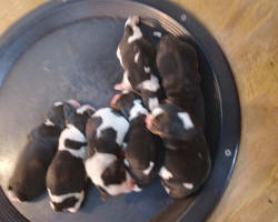 Ohio AKC beagle pups