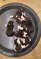 Ohio AKC beagle pups