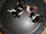 AKC beagle pups