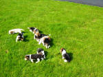 AKC beagle pups