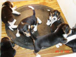 AKC beagle pups