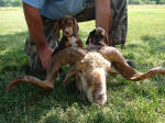 Ohio AKC beagle pups