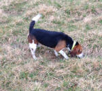 T-Bone AKC beagle