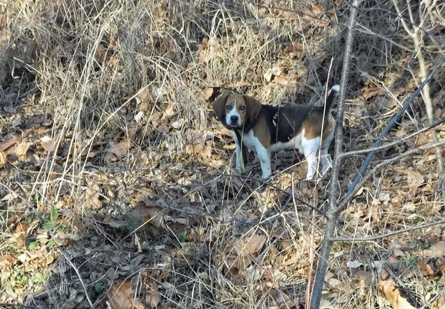 Beagles Hunting Dogs